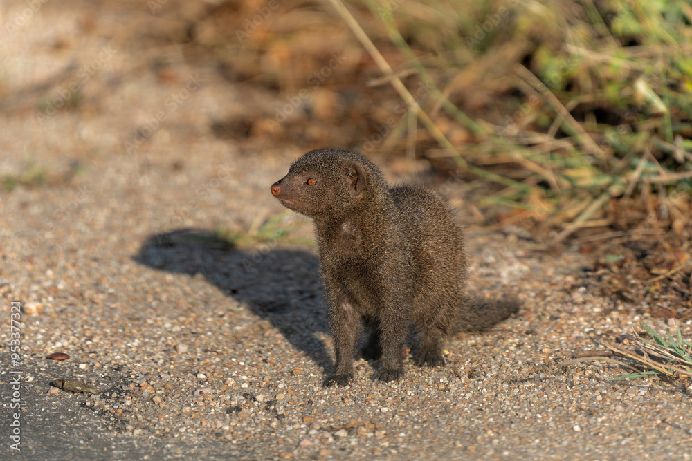 Common dwarf mongoose (Helogale parvula) searching for food in the Kruger National Park in South Africa      