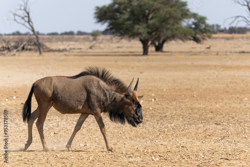 Wildebeest in the landscape with dunes of the Kalahari Desert in the Kgalagadi Transfrontier Park in South Africa