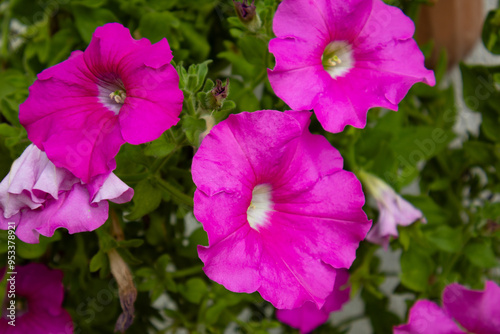 pink flowers in the garden, red petunia, pink petunia, red flower