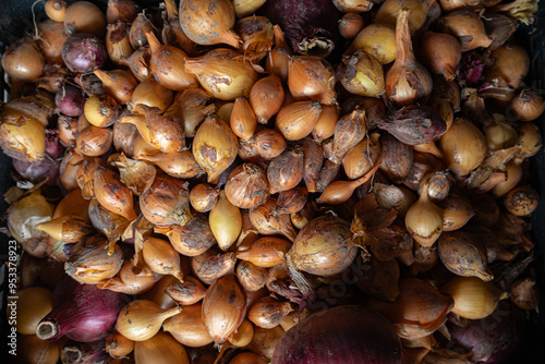 Onions just from the field