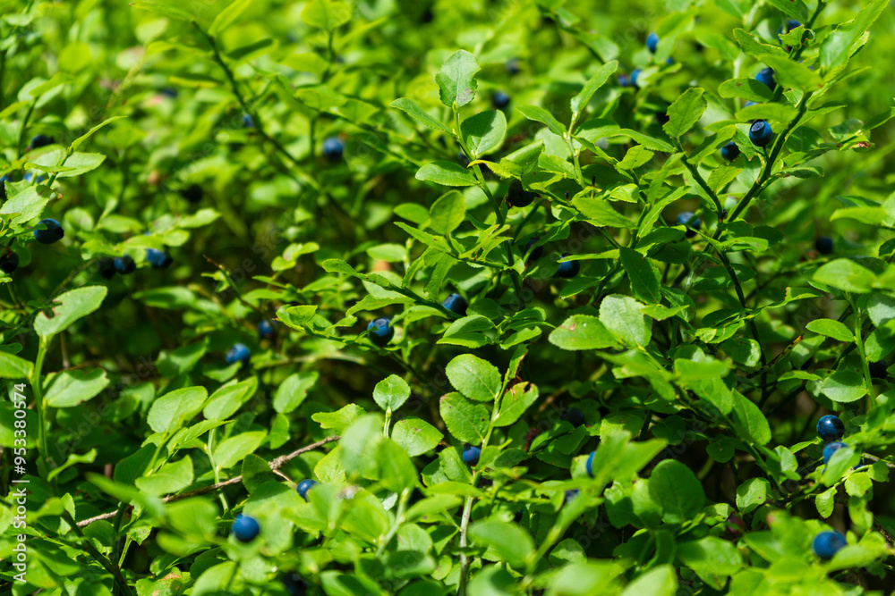 Obraz premium Blueberries harvest from the bushes in the Bavarian Forest Germany