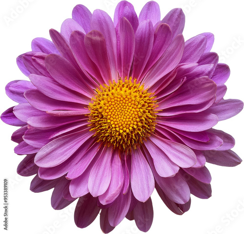 Vibrant pink flower with yellow center. A symbol of beauty and nature, perfect for botanical themes and floral designs.