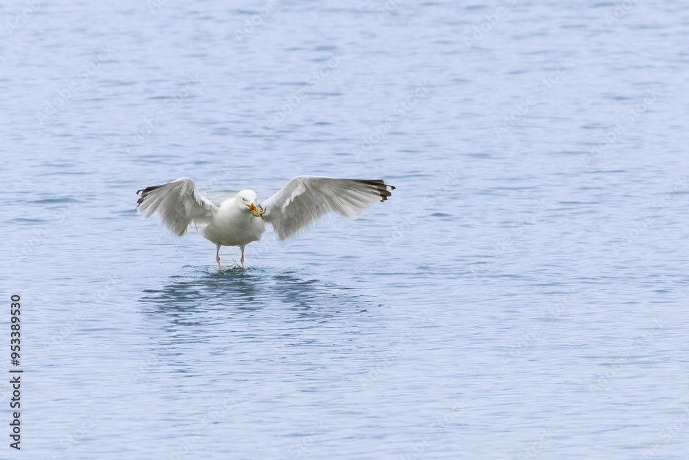 Herring Gull Larus argentatus in close view on Normandy coasts Herring Gull Larus argentatus in close view on Normandy coasts