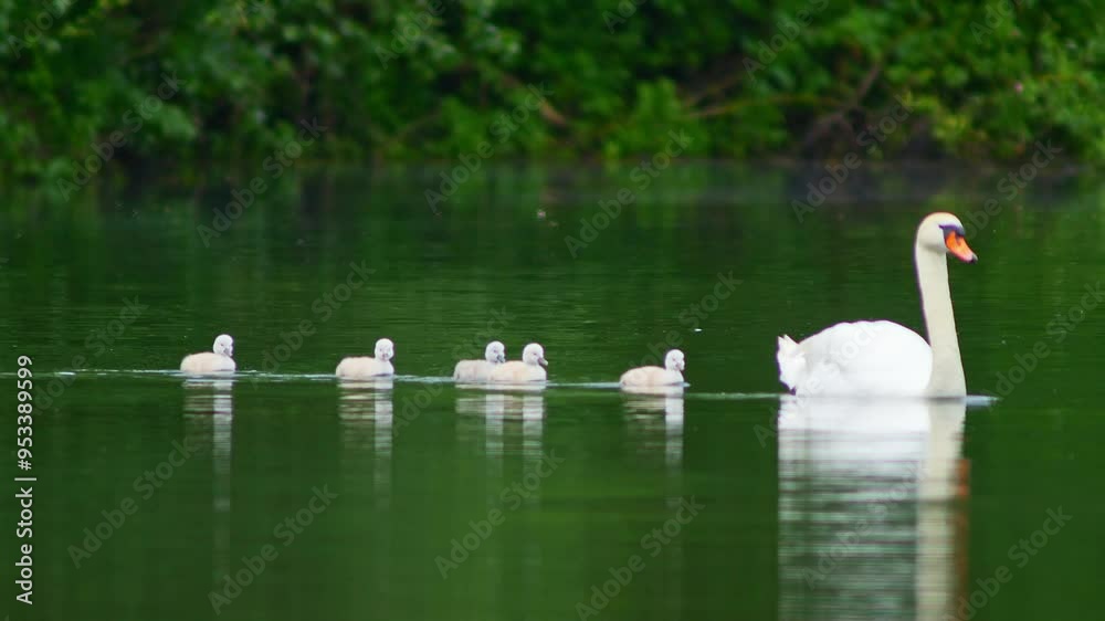a beautiful Swan (Cygnus olor) family with young fluffy chicks swims on a lake on a sunny summer morning in Magdeburg - Saxony-Anhalt - Germany - Europe a beautiful Swan (Cygnus olor) family with young fluffy chicks swims on a lake on a sunny summer morning in Magdeburg - Saxony-Anhalt - Germany - Europe