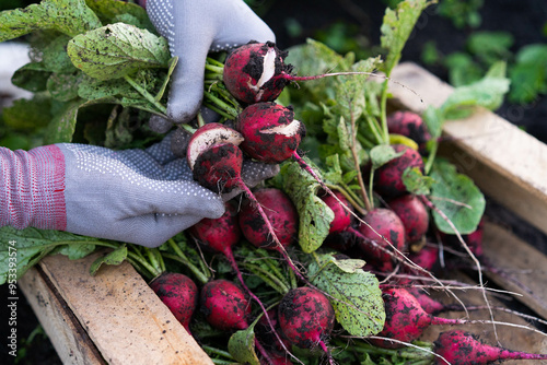 cracked radish, deformation of radish fruits, crop defects photo