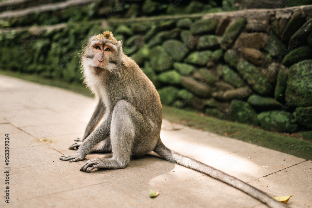 Obraz premium Monkey from Bali