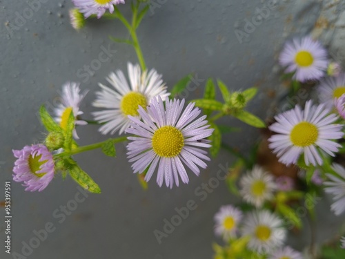 Erigeron Flower in a Meadow: A Delicate Natural Beauty
 photo