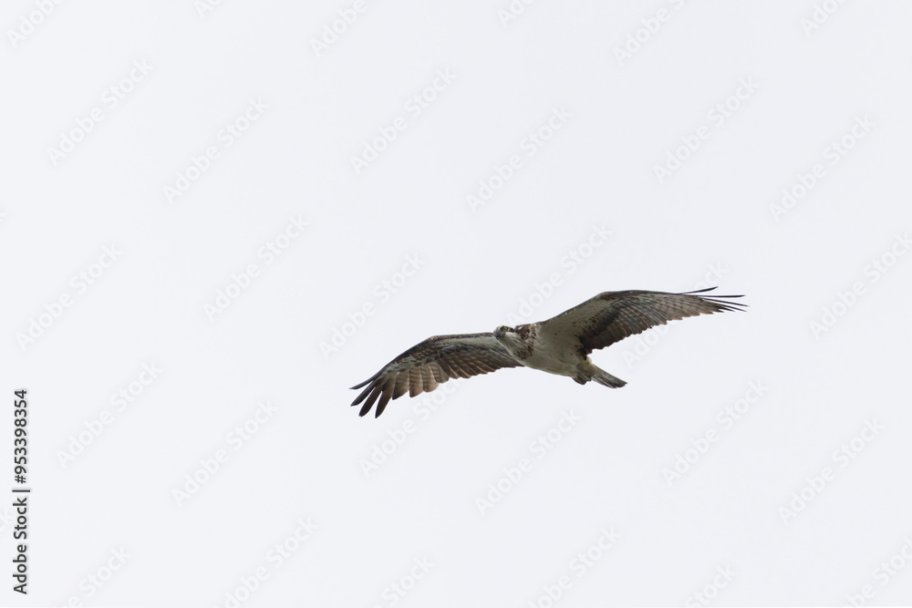 Obraz premium osprey Pandion haliaetus in flight 