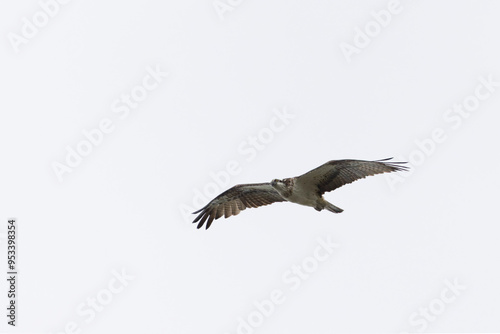 osprey Pandion haliaetus in flight  photo