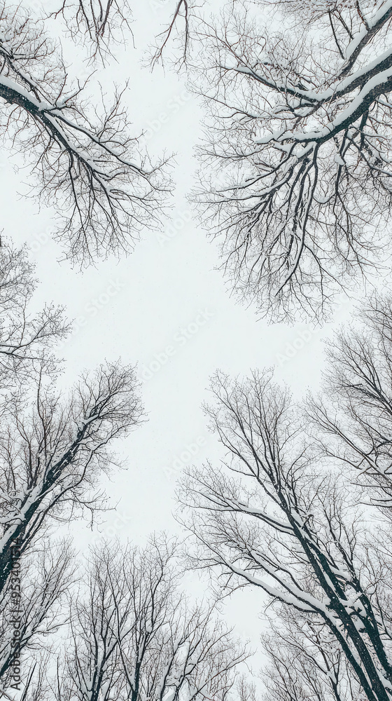 Snow-Dusted Branches Reaching for the Sky: A Serene Winter Wonderland Snow-Dusted Branches Reaching for the Sky: A Serene Winter Wonderland