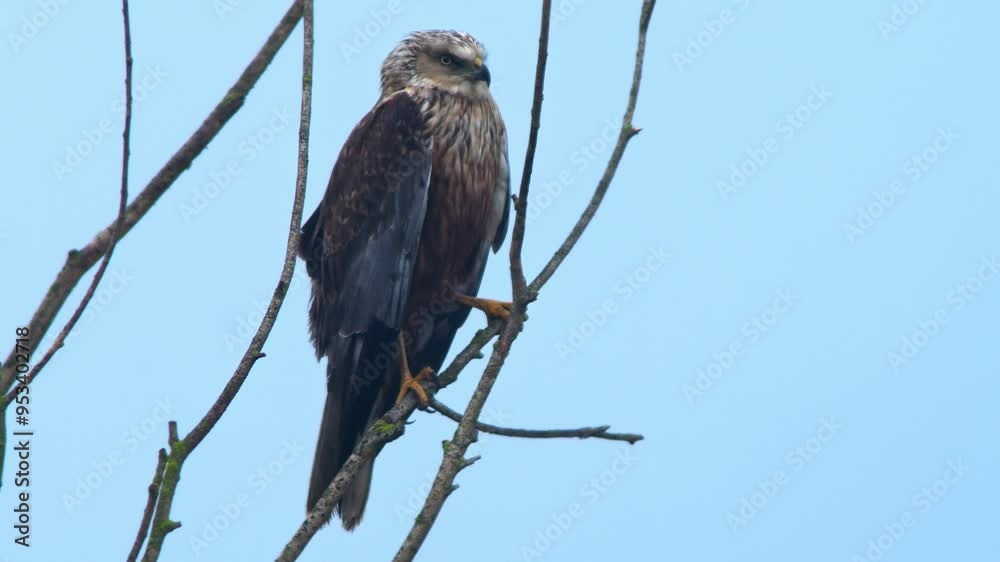 one Male Marsh Harrier (Circus aeruginosus) sitting on a branch looking for prey on a cloudy spring morning in Magdeburg - Saxony-Anhalt - Germany - Europe one Male Marsh Harrier (Circus aeruginosus) sitting on a branch looking for prey on a cloudy spring morning in Magdeburg - Saxony-Anhalt - Germany - Europe