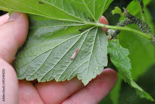 Hoverfly Syrphidae larva under the currant leaf near the aphid colony. It is a predator that eats aphids.