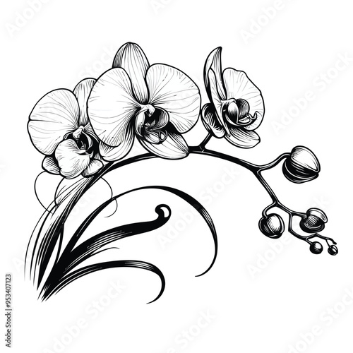 Illustrate a graceful orchid stem with several blossoms.