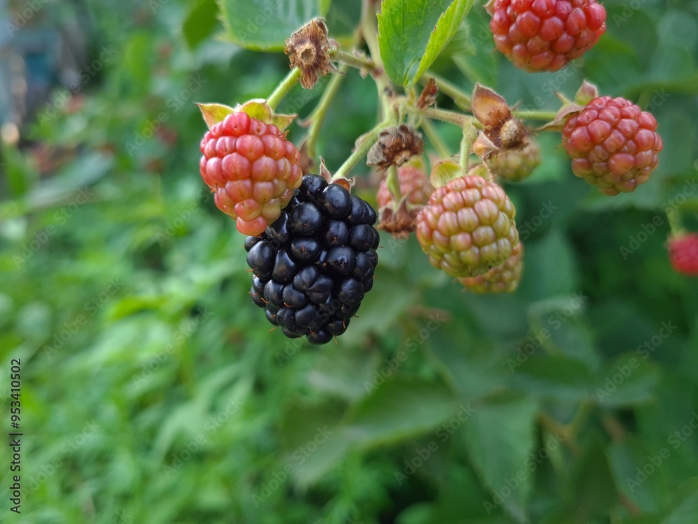 Fresh Blackberries: A Close-Up of Juicy Summer Berries
Fresh Blackberries: A Close-Up of Juicy Summer Berries