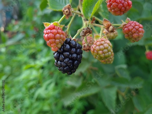 Fresh Blackberries: A Close-Up of Juicy Summer Berries
 photo