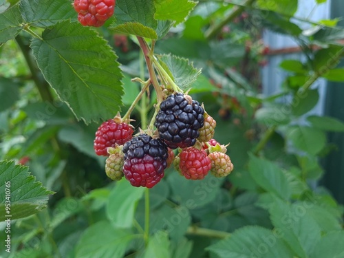 Fresh Blackberries: A Close-Up of Juicy Summer Berries
 photo