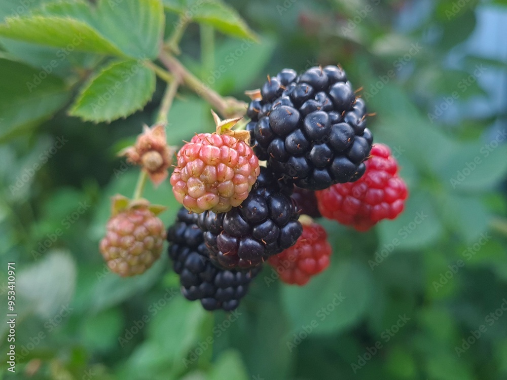 Fresh Blackberries: A Close-Up of Juicy Summer Berries
Fresh Blackberries: A Close-Up of Juicy Summer Berries