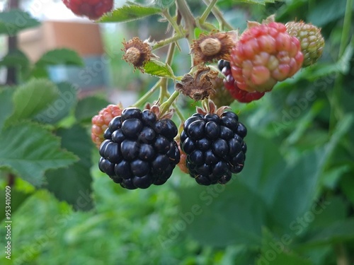 Fresh Blackberries: A Close-Up of Juicy Summer Berries
 photo