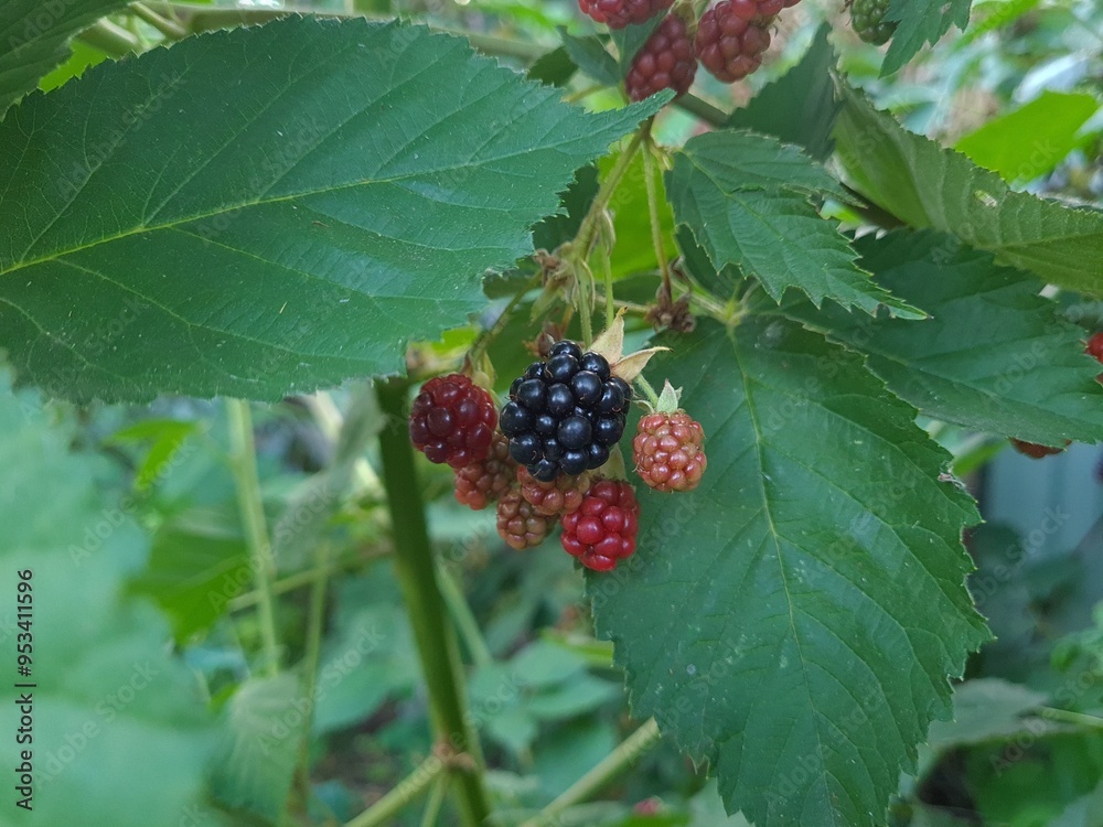 Fresh Blackberries: A Close-Up of Juicy Summer Berries
Fresh Blackberries: A Close-Up of Juicy Summer Berries