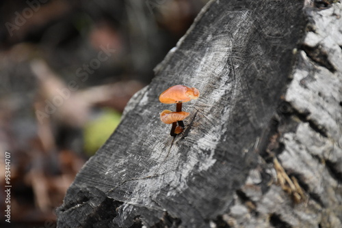 Mushrooms in the Garden: A Close-Up of Nature’s Fungi photo