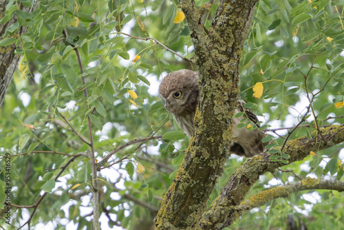 Little Owl Athene noctua in an oak tree photo