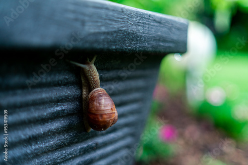 Wineyard Snail in Garden after Rain