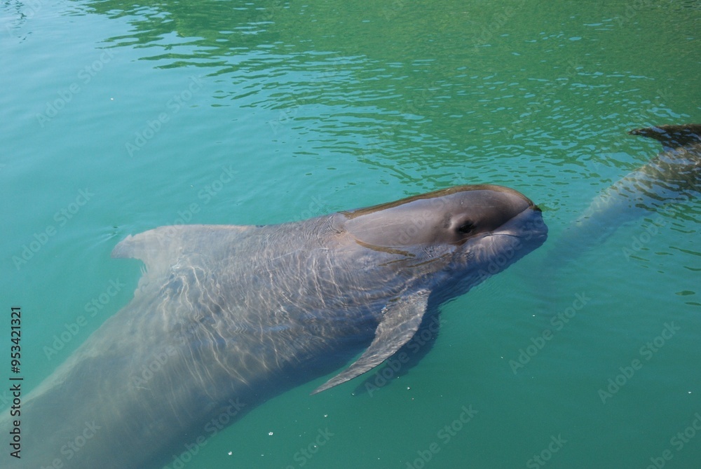 Obraz premium 水族館のイルカとクジラ