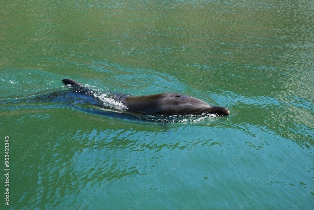 Obraz premium 水族館のイルカとクジラ