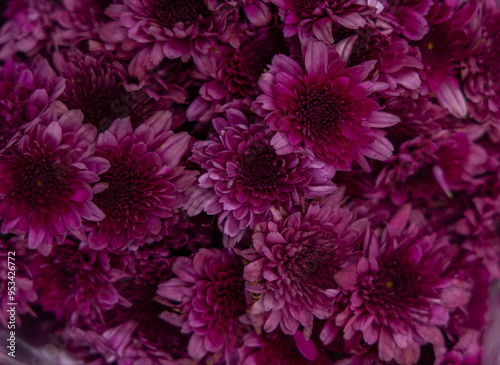 Bunch of purple daisy flowers