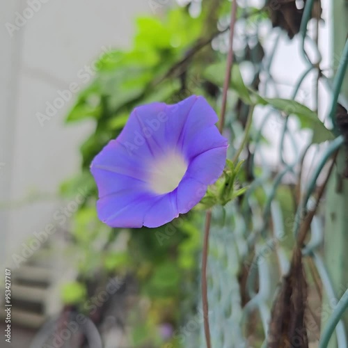 Violet flowers in the garden footage