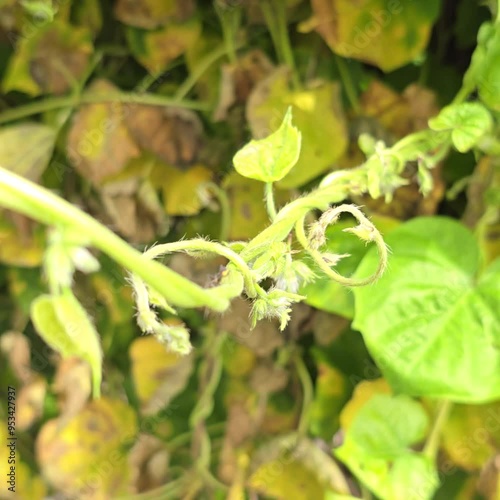 An and walking drop on leaf