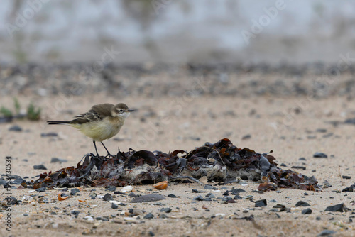 western yellow wagtail Motacilla flava flavissima on a sandy beach in Normandy photo