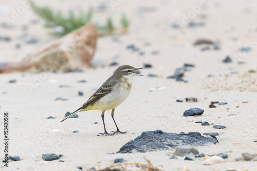 western yellow wagtail Motacilla flava flavissima on a sandy beach in Normandy photo