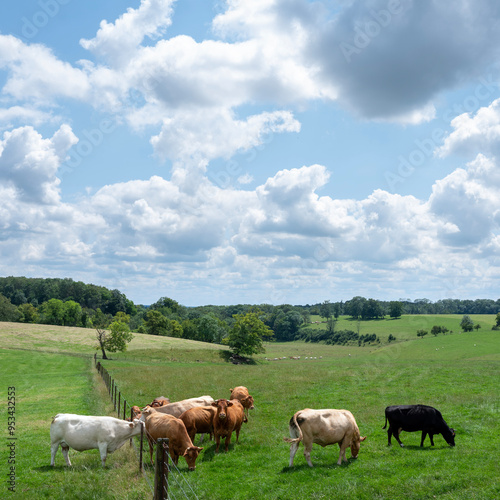 cows in hilly countryside of champagne-ardenne