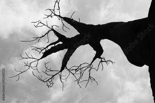 silhouette of a baobab tree