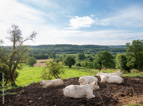 white cows in meadow between Laon and Saint-Quentin in the north of france photo