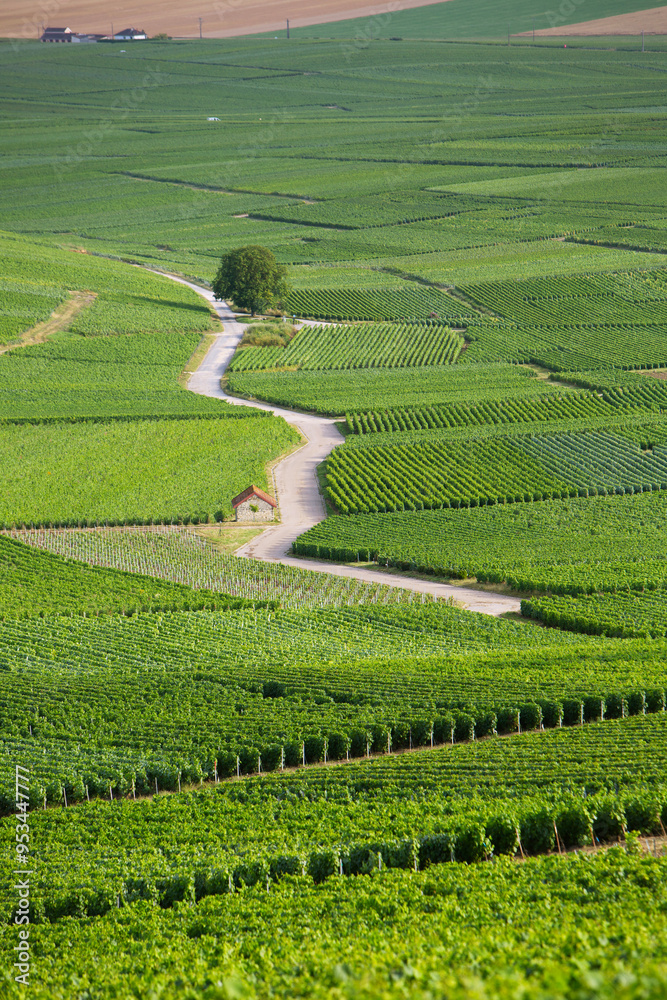 vineyards in the champagne region between reims and epernay in france