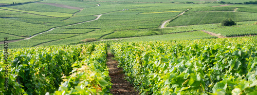 Obraz na płótnie vineyards in the champagne region between reims and epernay in france w salonie