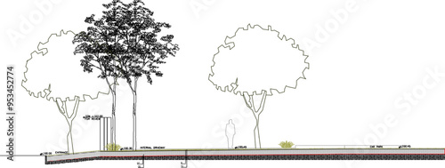 Vector sketch, silhouette illustration, Roadside Planting Section Details image design for greening city parks 