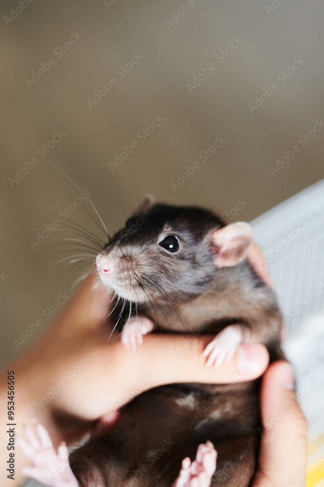 A funny domestic brown rat sits in the hands of its owner A funny domestic brown rat sits in the hands of its owner
