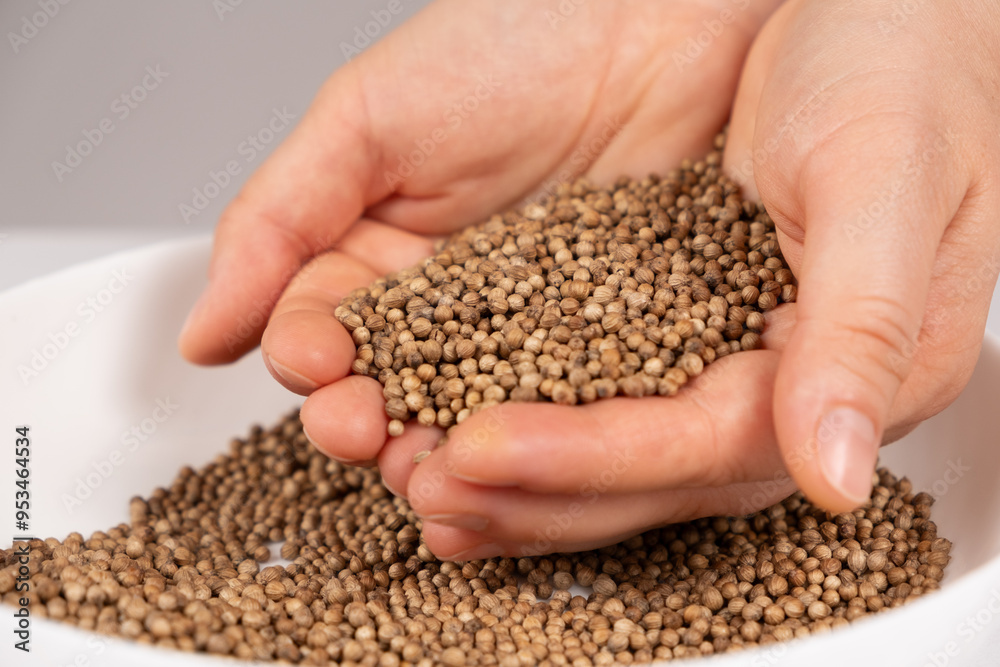 A handful of coriander grains close-up A handful of coriander grains close-up