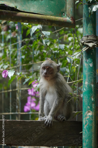 Photography monkey in the green forest