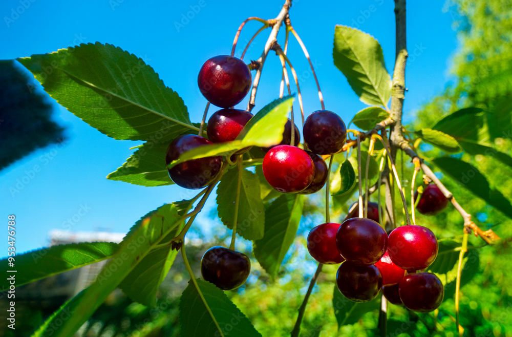 Red and sweet cherries on a branch just before harvest in early summer. High quality photo