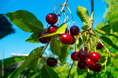 Red and sweet cherries on a branch just before harvest in early summer. High quality photo