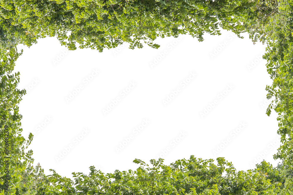 tree leaf frame with isolated white background tree leaf frame with isolated white background