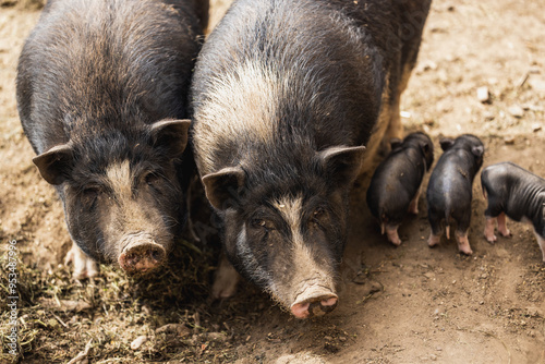 Two Sows and Piglets photo