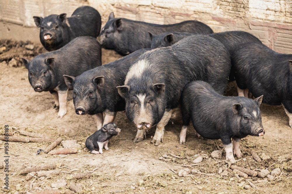 Pig's Farm life Pig's Farm life