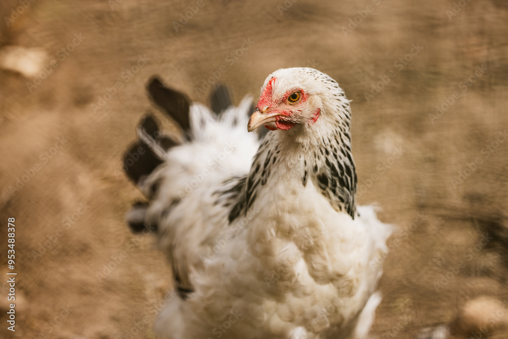 Naklejka premium Free Range White Chicken