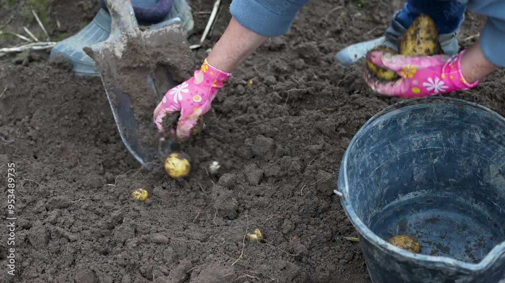 Potato harvest. Farmer harvesting sweet potatoes, close-up Potato harvest. Farmer harvesting sweet potatoes, close-up