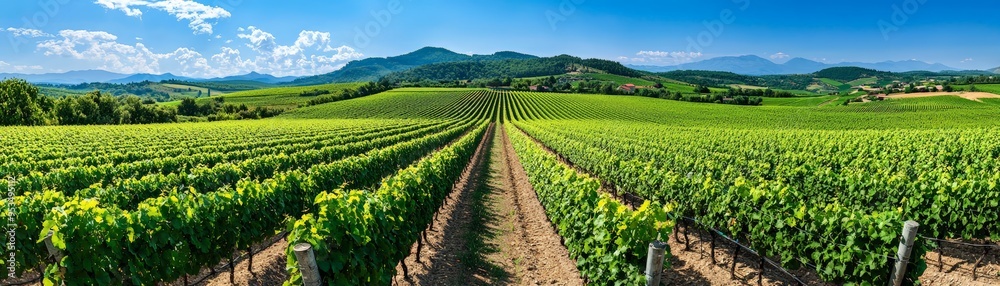 Vast Vineyard in Sunny Countryside with Mountain Views